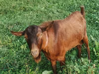 تيس, Nubian Goat — الصورة 5