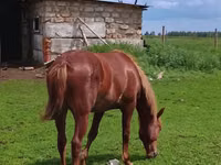 ሴት ፈረስ, Horses — ፎቶ 1