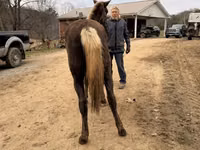 Mare, Rocky Mountain Horse — photo 2