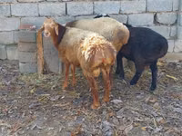 Sheep (batch, sex not specified), Sheep — photo 2
