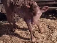 Lembu jantan, Cattle — foto 3