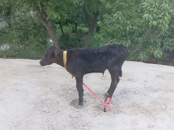 Bull, Cattle — Uzbekistan