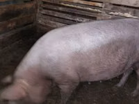 Säue, Schweine — Foto 2