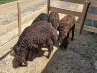 Ram, Blackheaded Persian sheep — photo 4