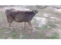 Bull, Alatau breed — photo 6