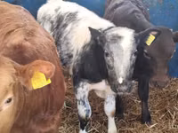 Bou, Simmental cattle — foto 1