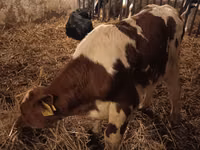 Boğa, Simmental cattle — foto 2