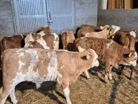 公牛, Simmental cattle — 照片 6