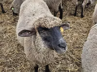 میش, Blackheaded Persian sheep — عکس 2