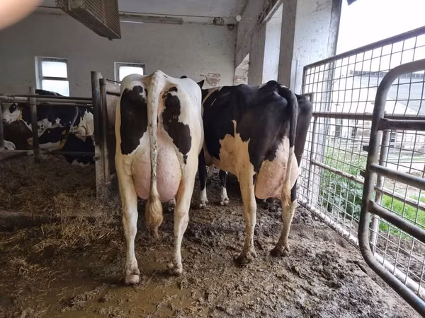 Cow, Holstein breed — Poland