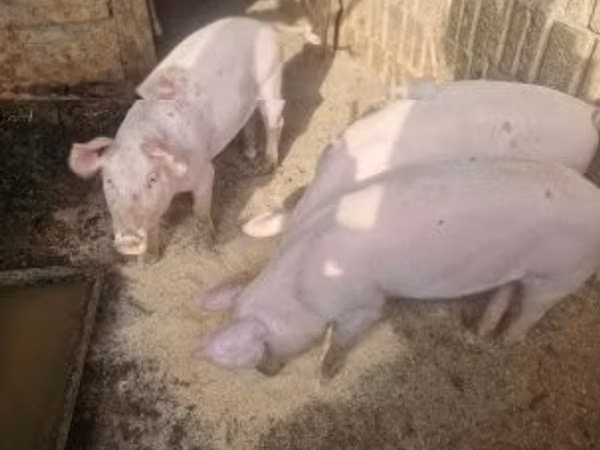Sow,  — Hungary