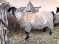 Ovan, White Suffolk sheep — fotografija 1