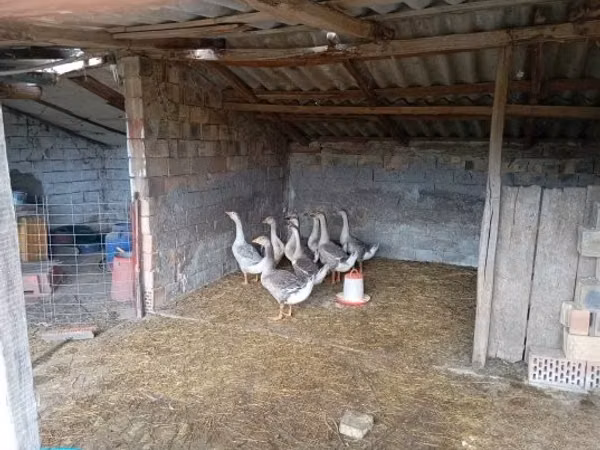 Geese — Hangari