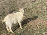 بز ماده, بز — عکس 2