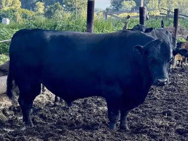 Bovinos (lote, sexo no especificado), Aberdeen-Angus