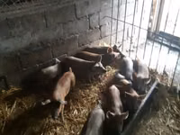 ወንድ አሣማ, Pigs — ፎቶ 1