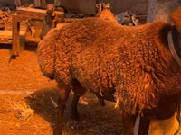 قوچ, Hissar sheep — عکس 5