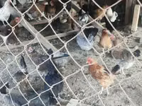 Chickens — photo 2