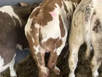 소(암수 미지정, 묶음), Simmental cattle — 사진 4