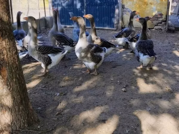 Geese