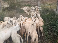 ፍየሎች (ቡድን፣ ጾታ አልተጠቀሰም), Somali goats — ፎቶ 2