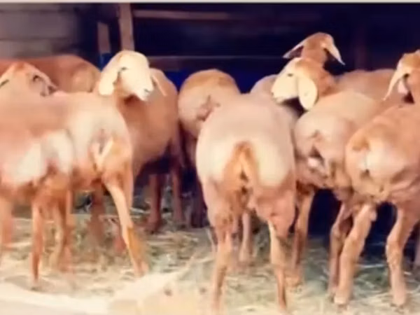 میش, Arashan sheep — قزاقستان