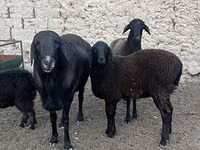 Koç, Rhon sheep — foto 2
