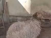 قوچ, گوسفند — عکس 3