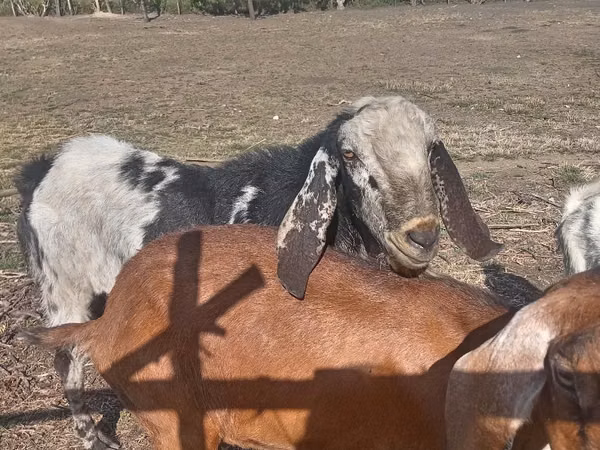 Billy Goat, Nubian Goat — Moldova