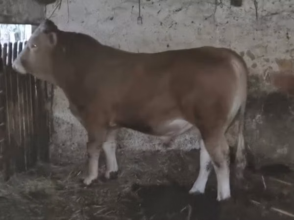 황소, Charolais cattle