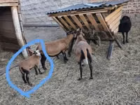 Ram, Sheep — photo 2
