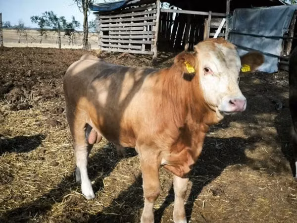 Bull, Limousin cow — Hungary