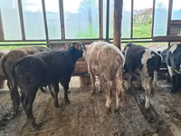 Bull, Alatau breed — photo 6