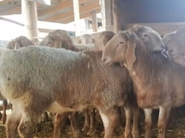 Ram, Arashan sheep — Uzbekistan