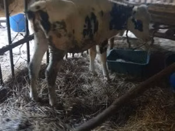 Cow, Cattle