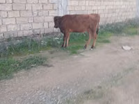 Үхэр (бүлэг, хүйс заагаагүй), Үхэр мал — 1 зураг
