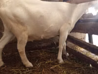 Koza, Saanen goat — foto 2
