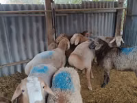 Vædder, Rhon sheep — foto 1