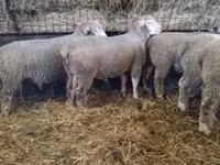 公羊, Ile-de-France sheep — 照片 7