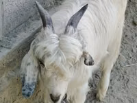 Echki, Alpine goat — 2-rasm
