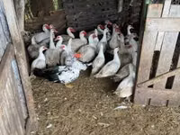 Ducks — photo 2