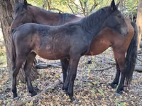 Cavalli (lotto, sesso non specificato), Karachay horse — foto 4