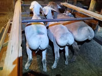 ვერძი, Rhon sheep — ფოტო 2