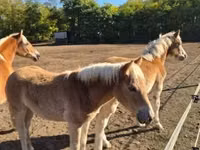 Kobila, Haflinger — fotografija 8