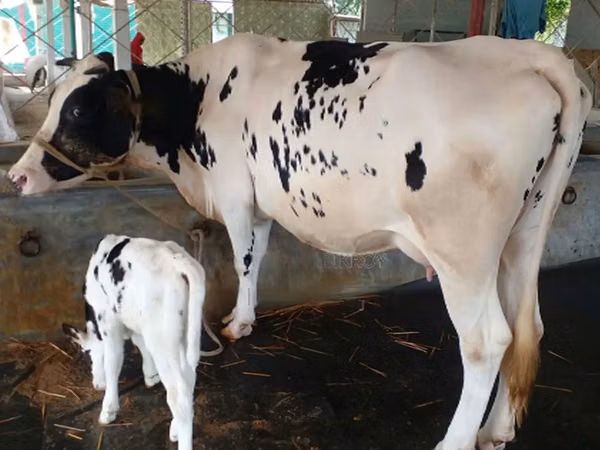 Mucca, Bifalo — Bangladesh