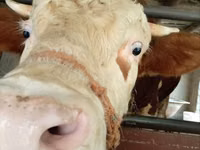 Bull, Simmental cattle — photo 1