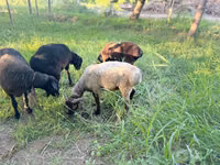 Kambing jantan, Sheep — foto 1