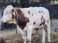 گاو نر, گاو — عکس 3