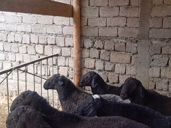 Ram, Sheep — Uzbekistan
