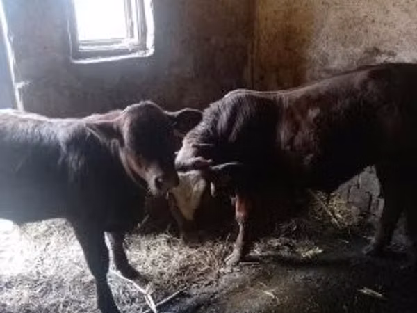 Toro, Mucca limousine — Ungheria